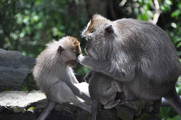 Ubud Monkey Forest