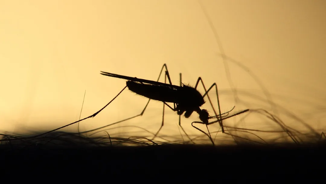 dengue fever mosquito